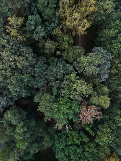 Foto profissional grátis de árvores verdes, floresta, fotografia da natureza
