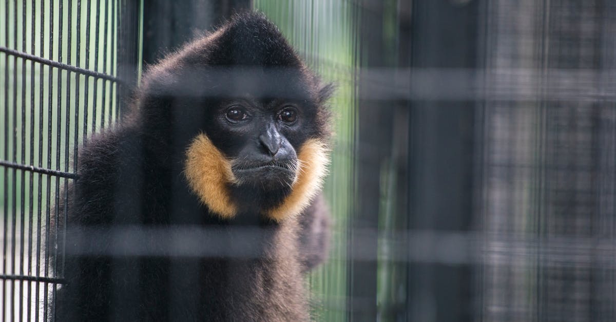 Free stock photo of animal, ape, cage
