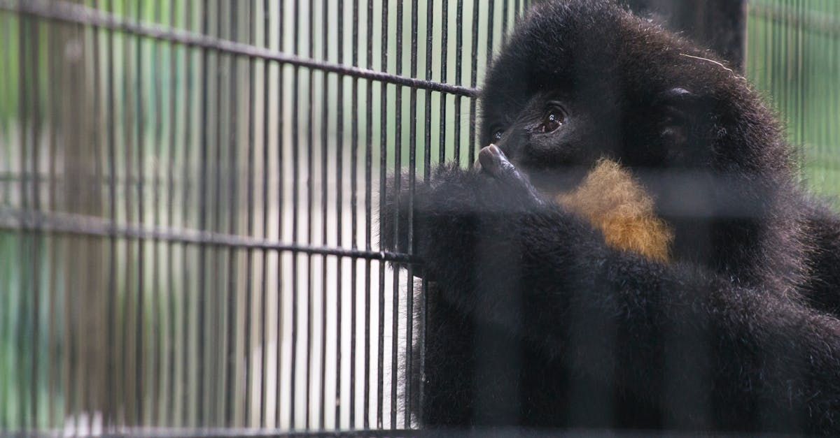 Free stock photo of animal, ape, cage