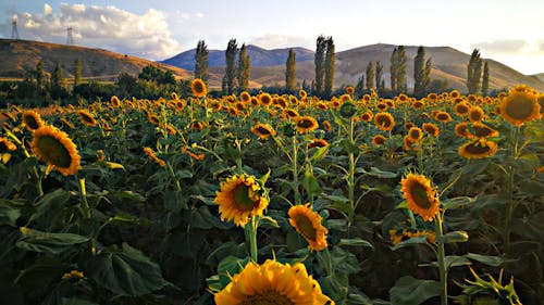 Foto d'estoc gratuïta de agricultura, camp, camp de flors