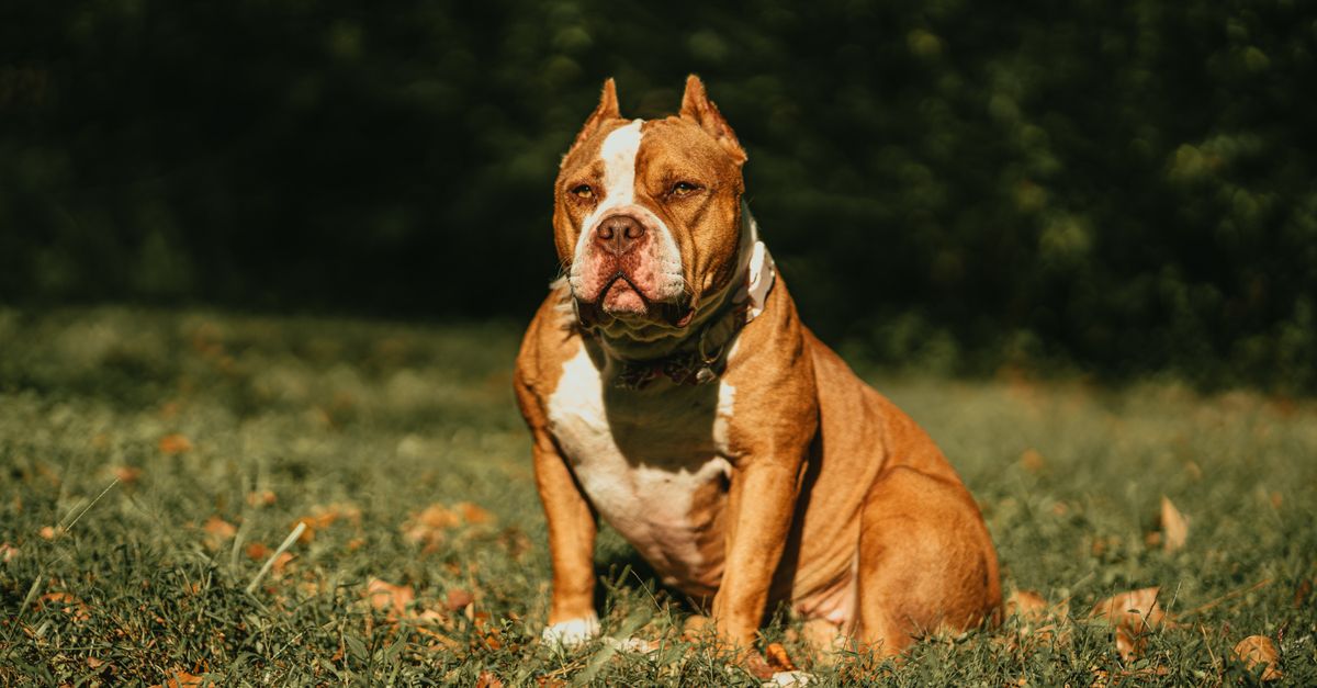 Female American Bully Puppy: Size and Build Female American Bully puppy size comparison: red-brown American Bully sitting on green grass