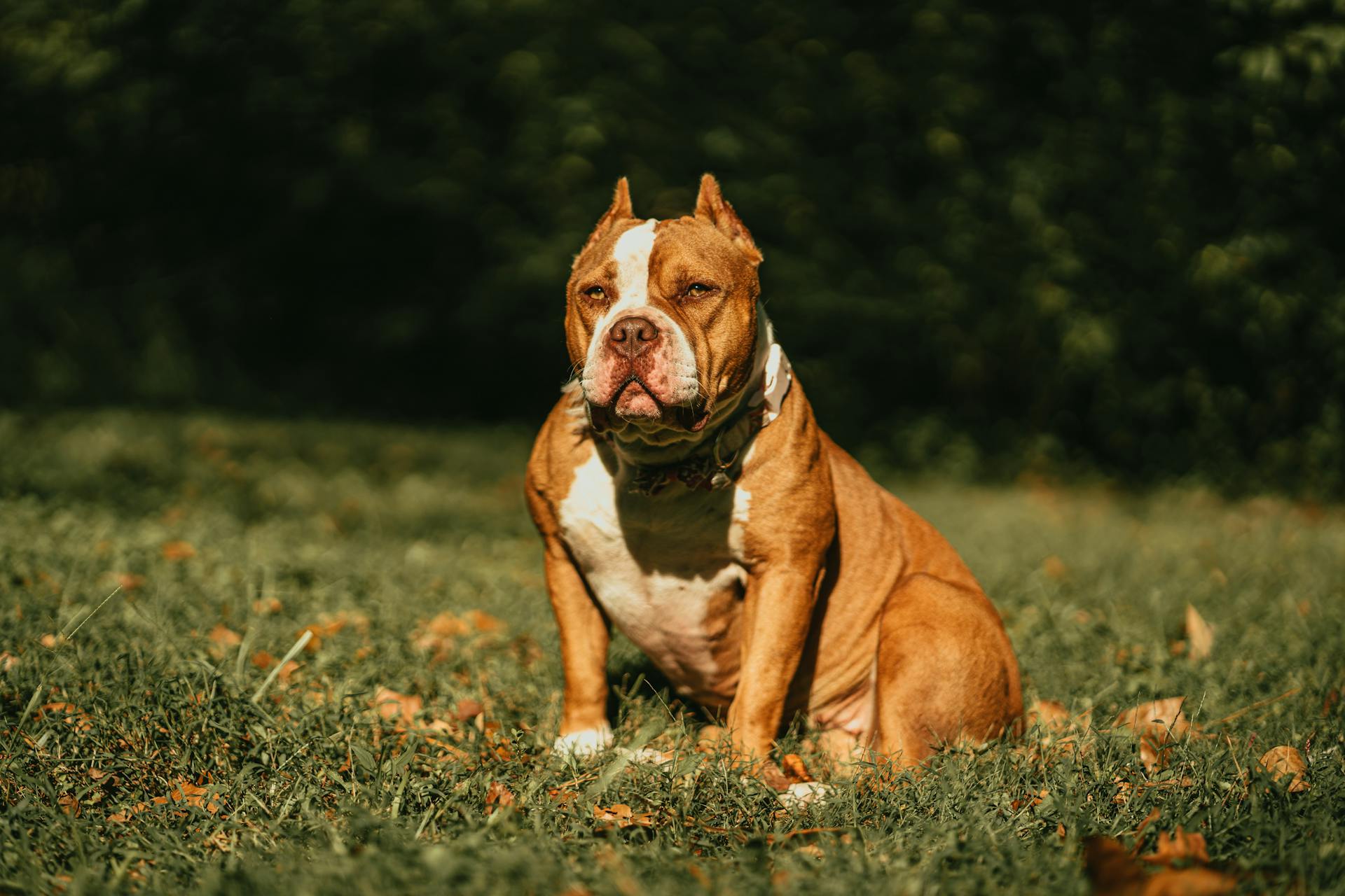 En närbild av en amerikansk mobbhund som sitter på grönt gräs