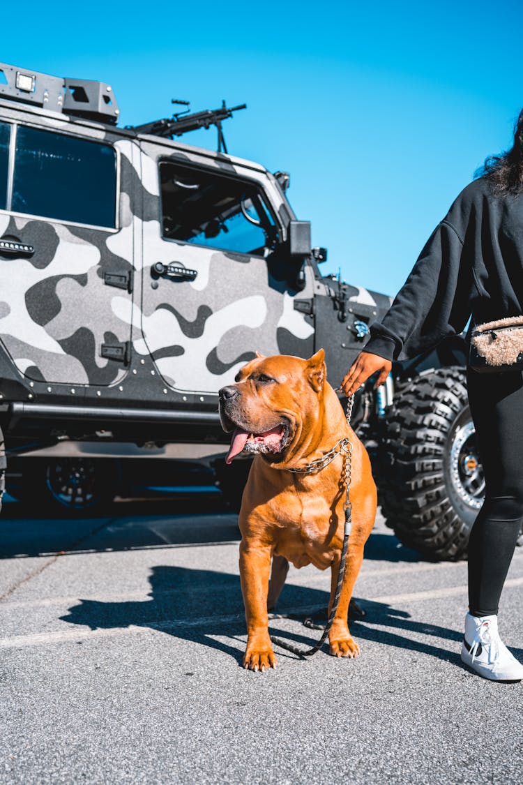 Person Holding A Dog Chain Collar Of An American Bully