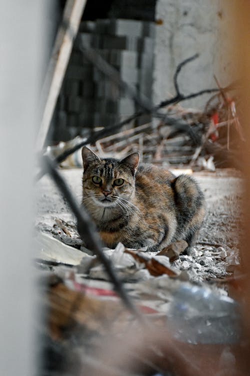 Δωρεάν στοκ φωτογραφιών με αλέθω, Γάτα, ζώο