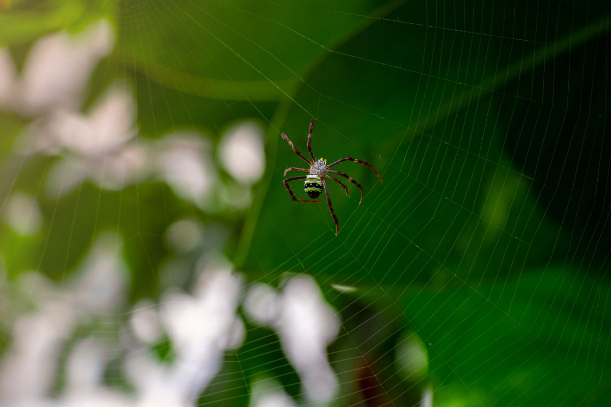 A spider in its web among green foliage, common around Tallahassee homes