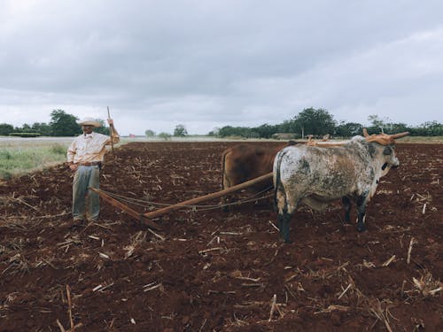 Δωρεάν στοκ φωτογραφιών με αγελάδες, αγρόκτημα, άνδρας