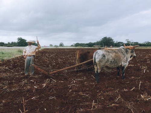 Immagine gratuita di animali, azienda agricola, bestiame