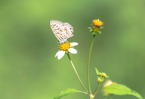 Free A delicate butterfly rests on a white flower in a natural setting, showcasing pollination. Stock Photo