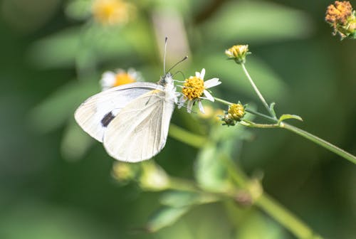 Gray Butterfly Perched on a Flower 