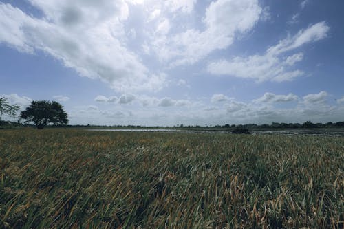 Imagine de stoc gratuită din câmp, cer, iarbă