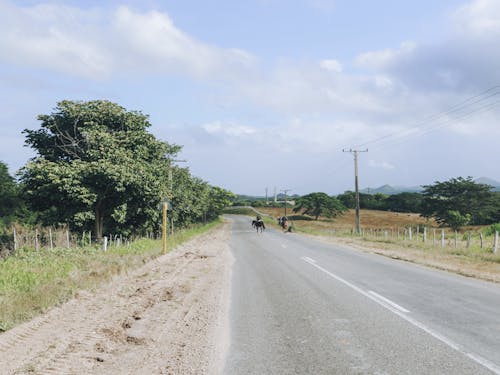 Person Riding Horses on the Road