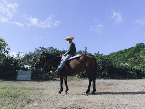 Δωρεάν στοκ φωτογραφιών με άλογο, άνδρας, άνθρωπος Φωτογραφία από στοκ φωτογραφιών