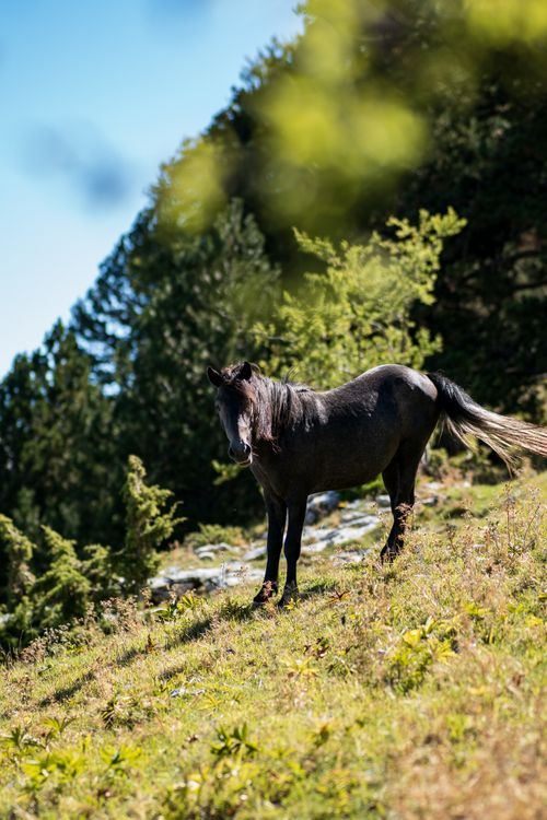 Free A beautiful black horse standing on a lush mountain slope with vibrant green trees in the background. Stock Photo