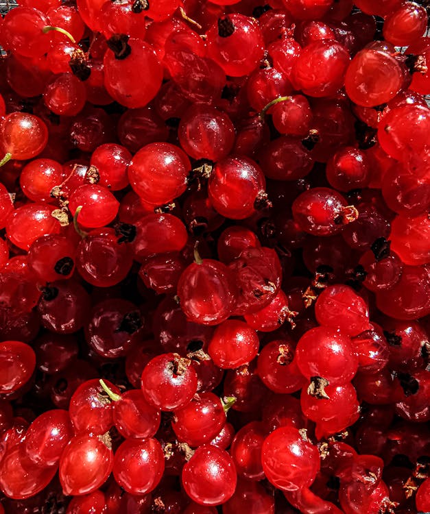 Red Currants in Close Up Photography