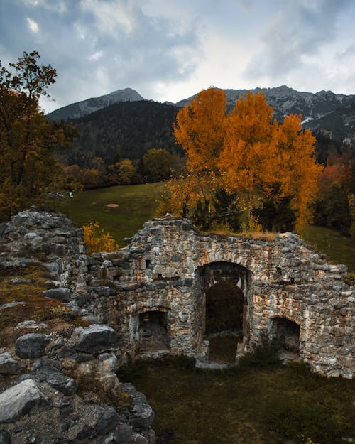 Foto profissional grátis de ancião, árvores, cênico