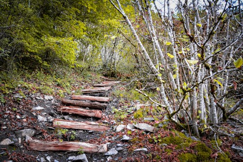 계단, 나무, 산길의 무료 스톡 사진