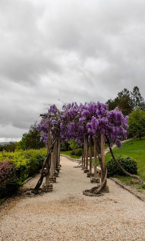 Photos gratuites de chemin, couvert, été