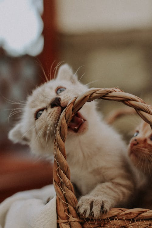 White Kitten Biting a Woven Basket