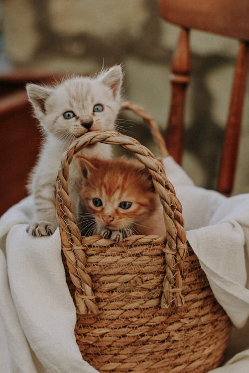 Kittens Inside a Brown Woven Basket