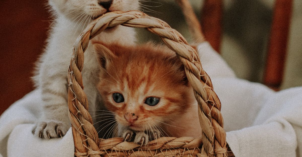 Kittens Inside Kittens Inside a Brown Woven Basket · Free Stock Photo