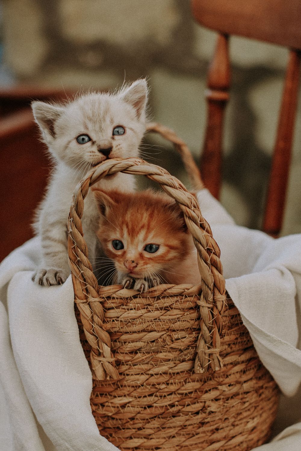 Kittens Inside Kittens Inside a Brown Woven Basket · Free Stock Photo