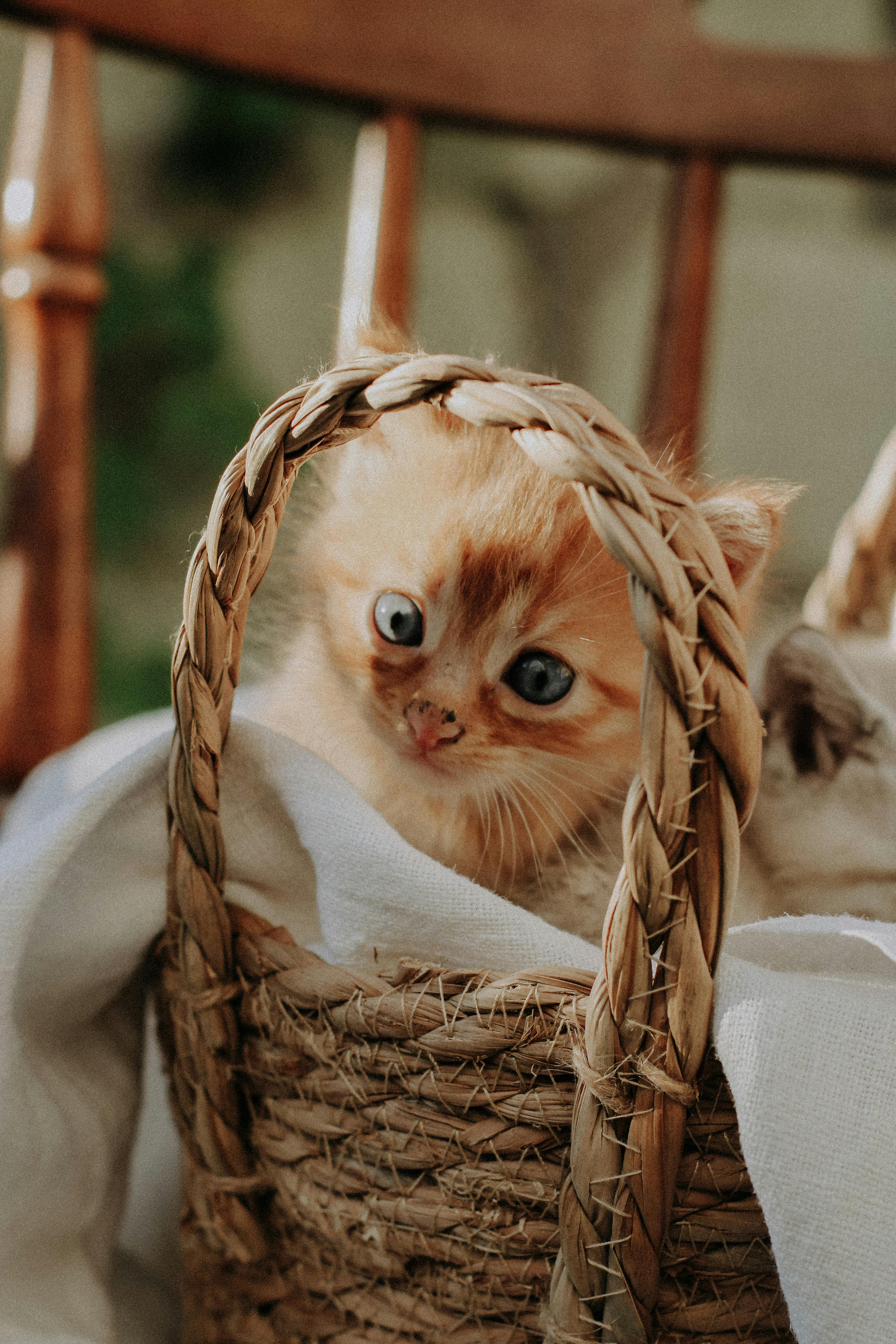 cutest orange kitten ever