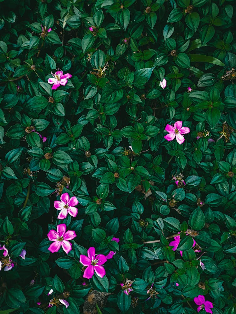 Green Shrub With Purple Flowers