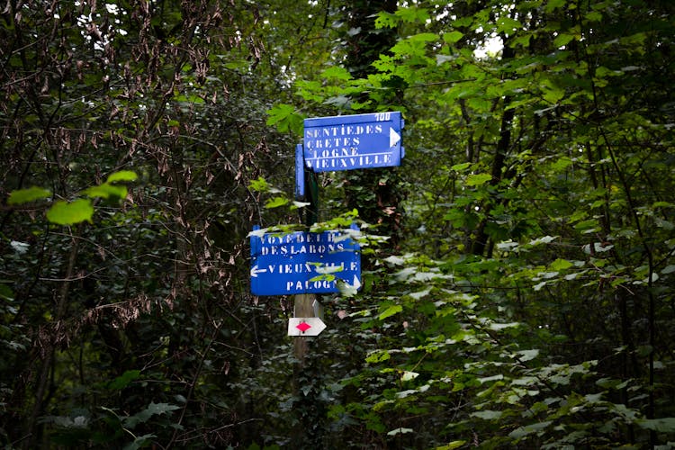 Blue Roadsign Seen Trough Leaves