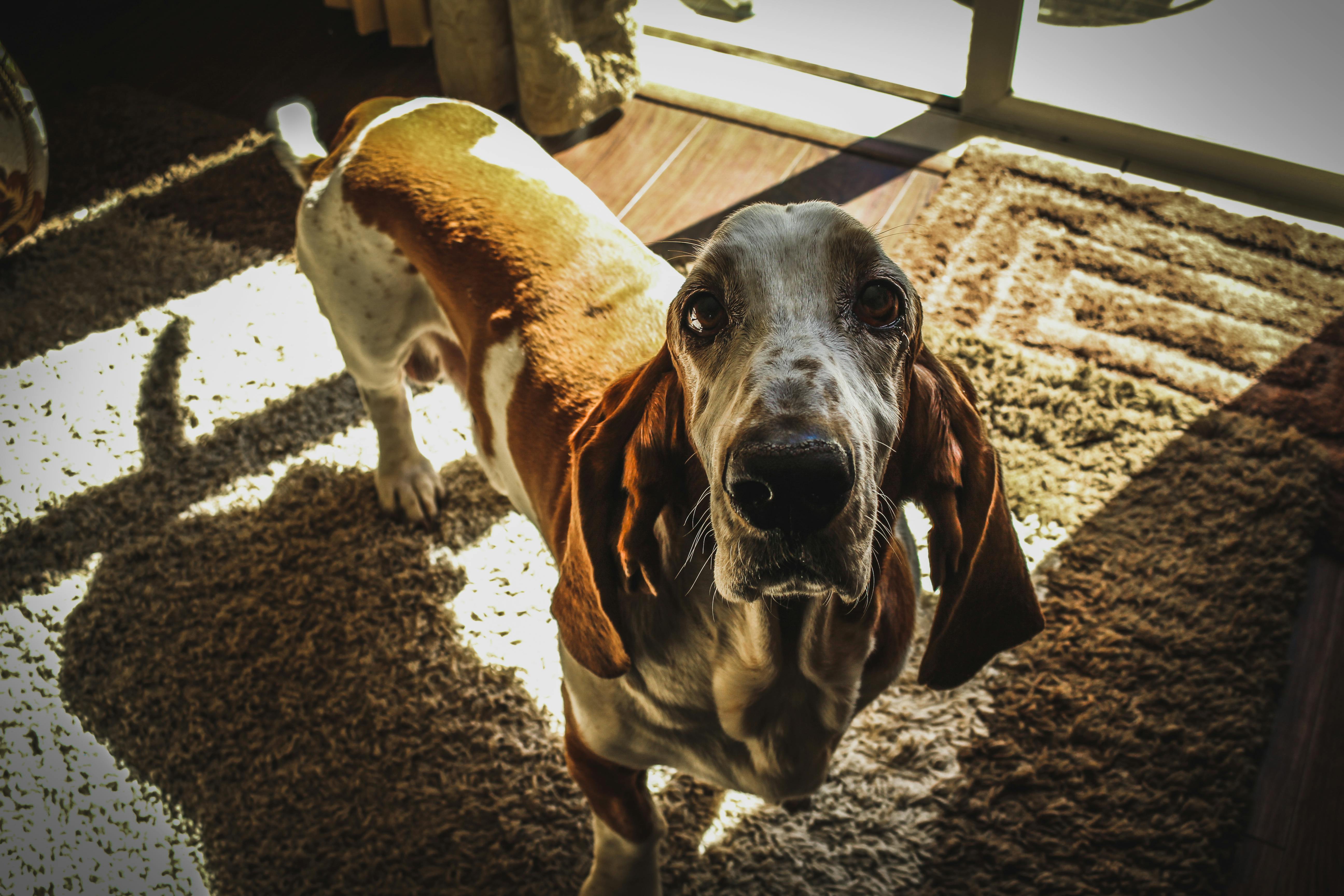 Gratis Immagine gratuita di animale, animale domestico, basset hound Foto a disposizione