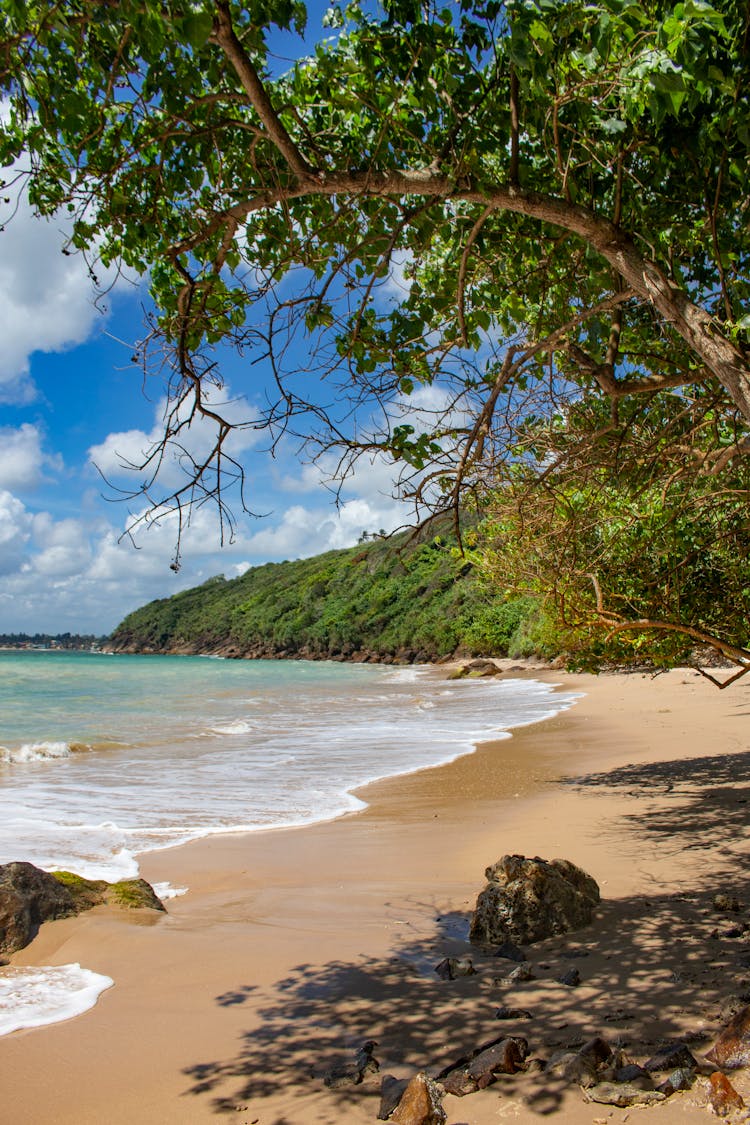 Green Foliage Of Tropical Tree Bending On Beach Sand