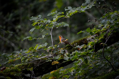 Photos gratuites de aviaire, branches d'arbre, feuilles