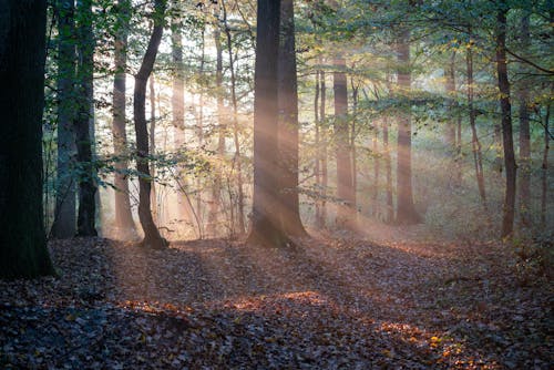 бесплатная Бесплатное стоковое фото с деревья, лес, на открытом воздухе Стоковое фото