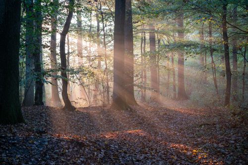 Free Beautiful sunbeams filtering through trees in a serene autumn forest setting. Stock Photo
