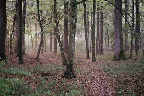 бесплатная Бесплатное стоковое фото с высокие деревья, деревья, лес Стоковое фото