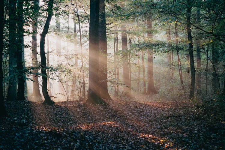 Rays Of Sunlight Passing Through Forest Trees