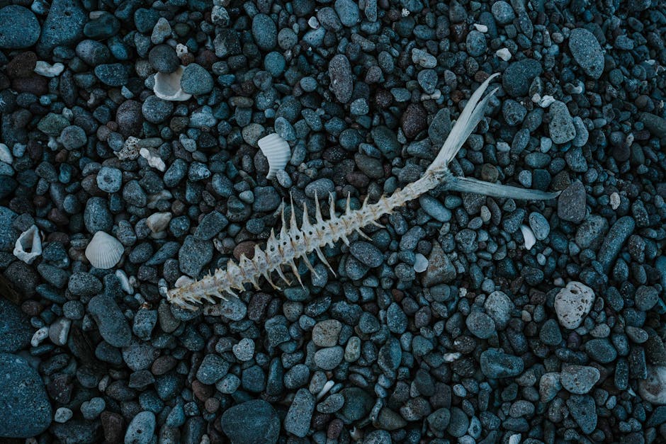Close-up of a fish skeleton on dark pebbles, showcasing nature's intricate design.