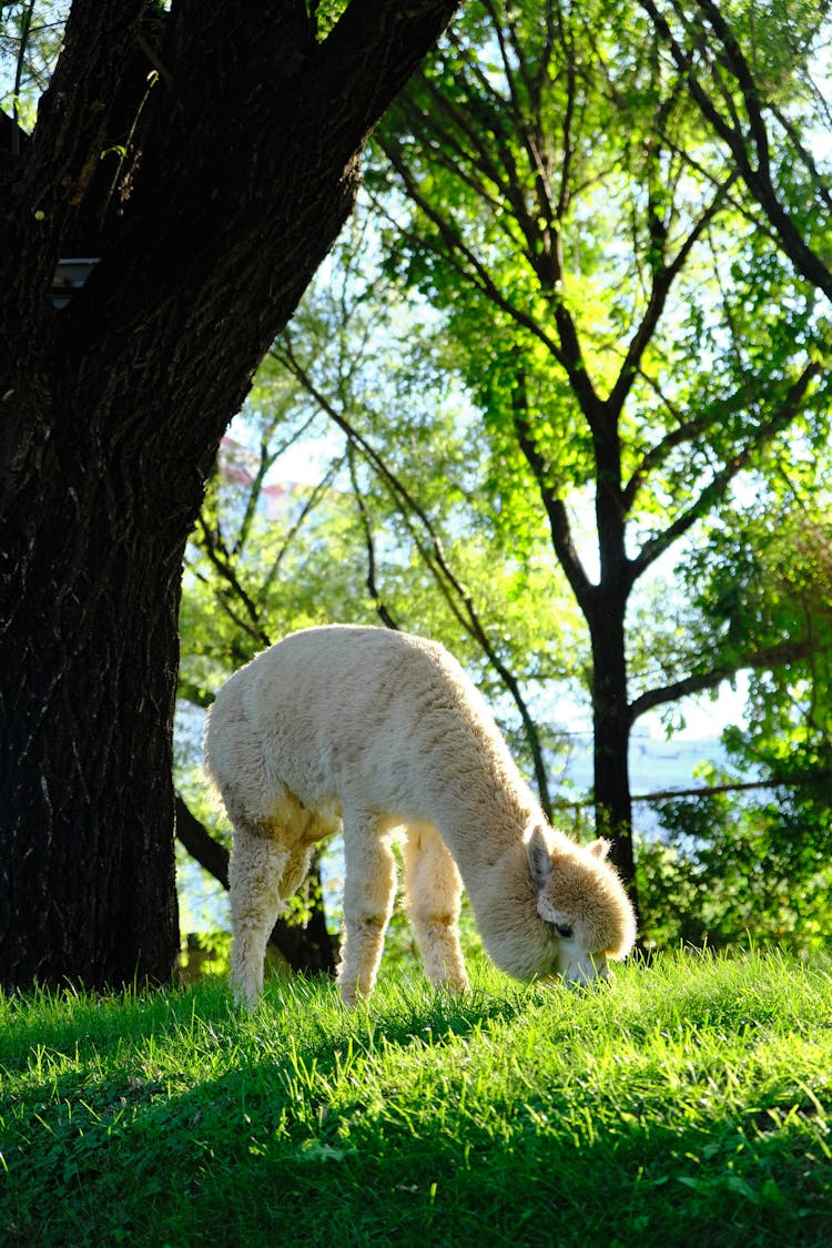 White Alpaca Eating Grass