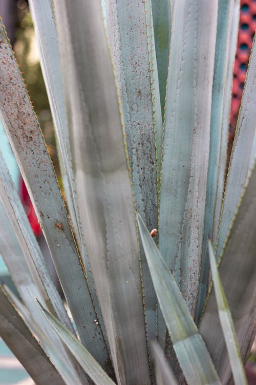 Foto profissional grátis de aloe, espetos, fechar-se