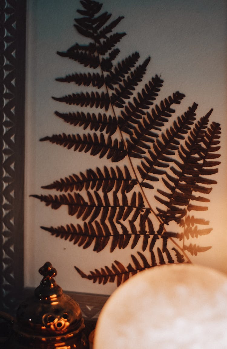 Silhouette Of A Fern Leaf 