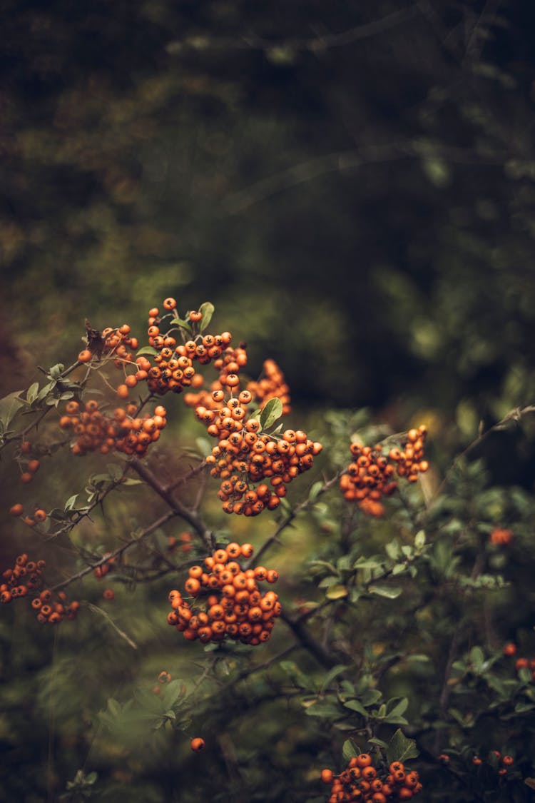 Rowan Berries Growing On Branches