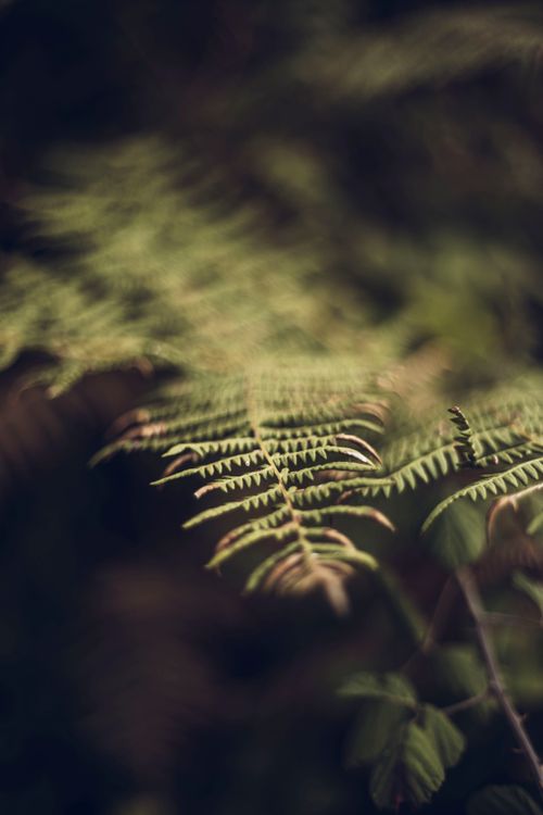 Free Detailed close-up of a fern leaf with soft background, highlighting natural patterns and textures. Stock Photo
