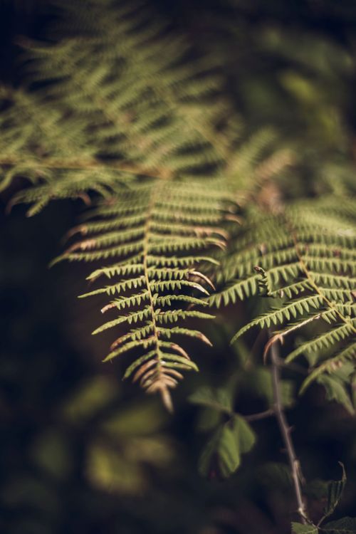 Free A detailed close-up of green fern leaves, capturing their delicate structure and natural beauty. Stock Photo