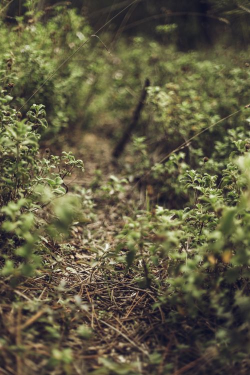 Free A detailed view of leafy green foliage in a forest underbrush, showcasing nature's beauty. Stock Photo