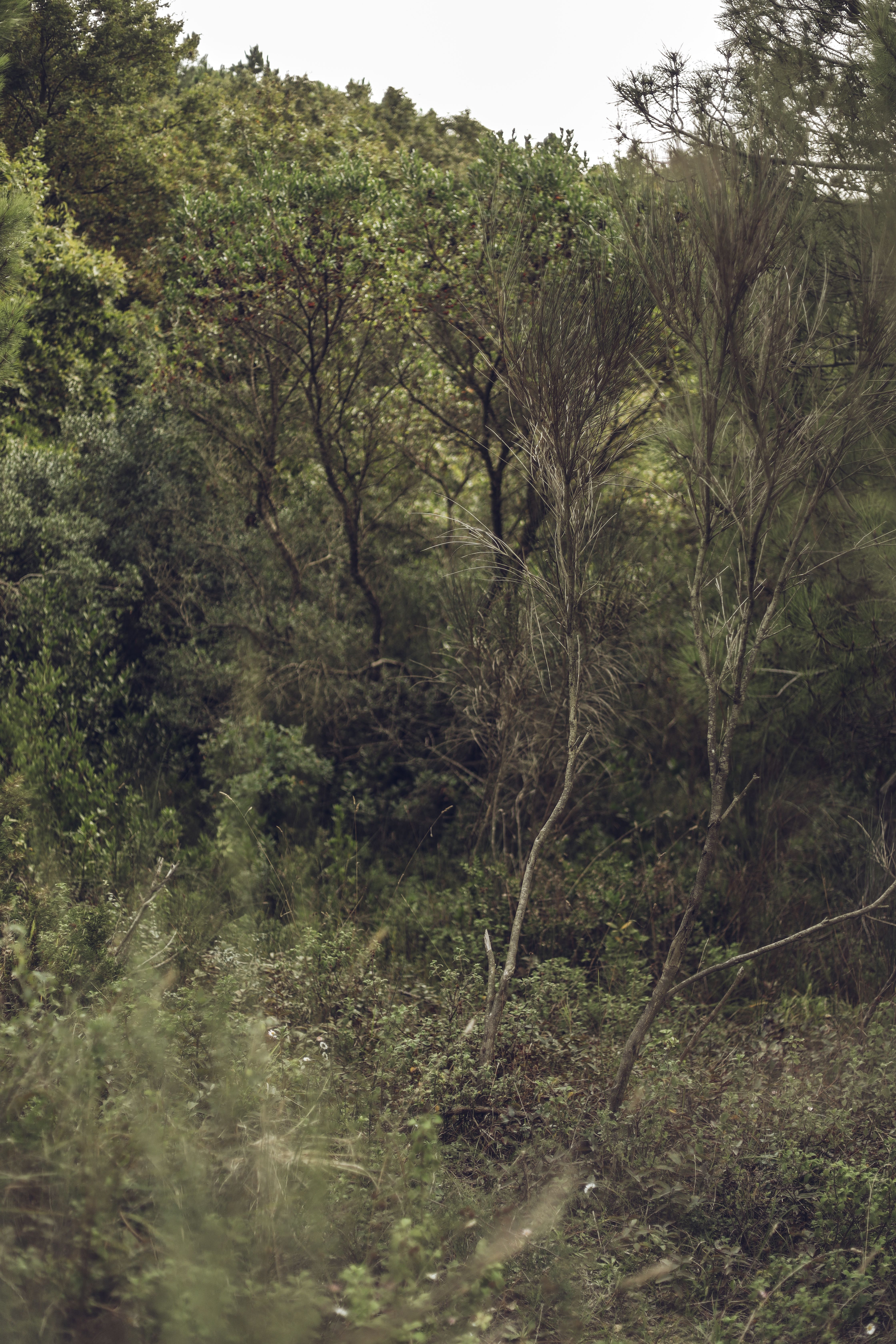 A tranquil scene showcasing diverse forest vegetation with lush trees and underbrush in a serene setting.