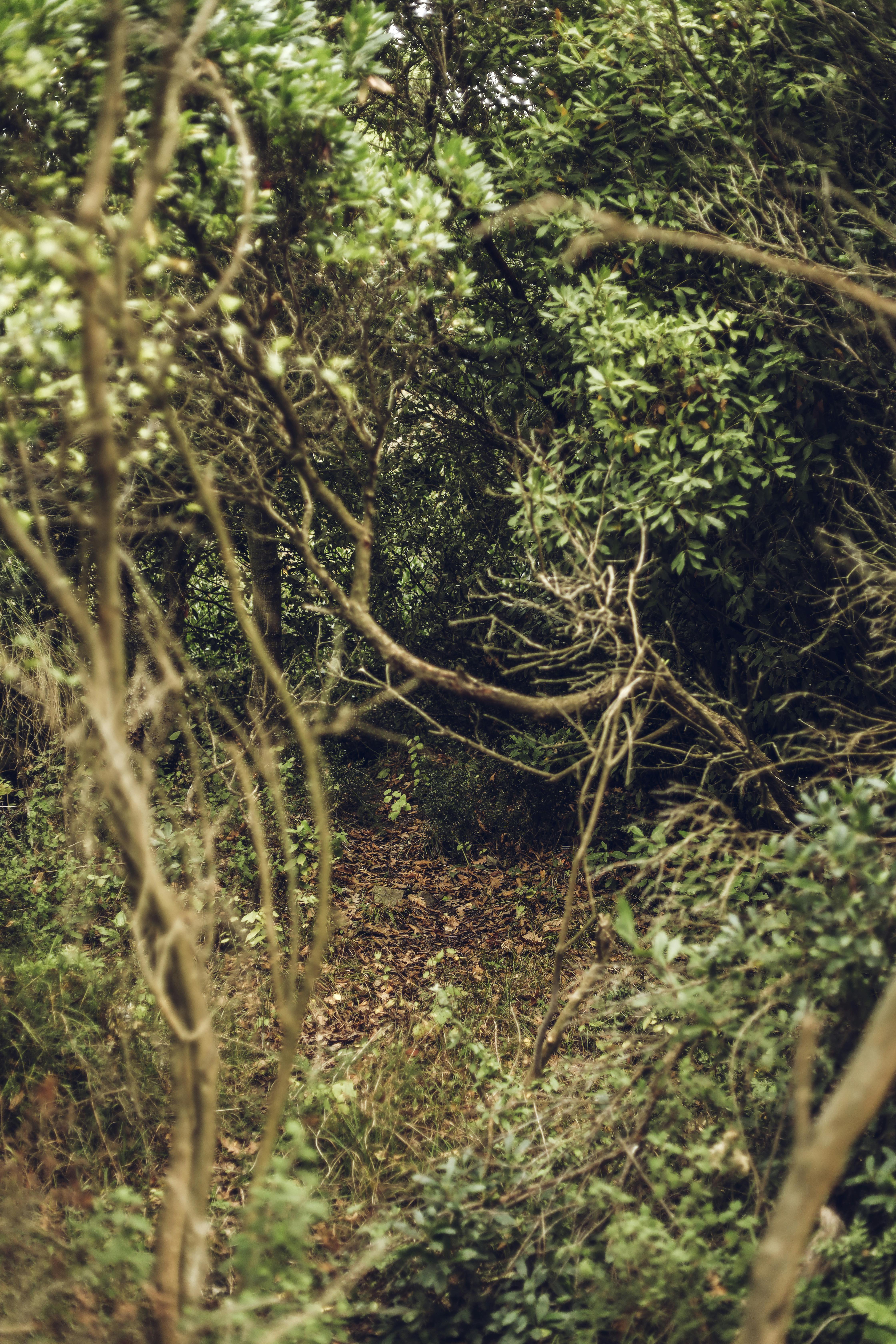 Trees and Plants in Forest · Free Stock Photo