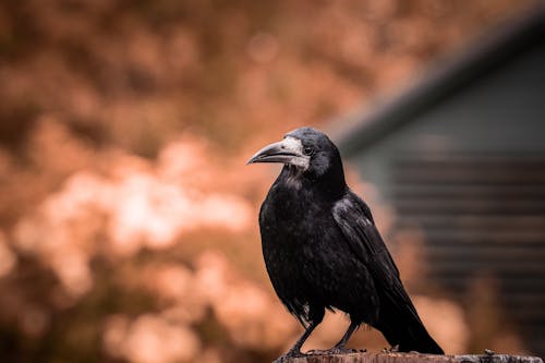 бесплатная Бесплатное стоковое фото с ворон, ворона, дикая природа Стоковое фото