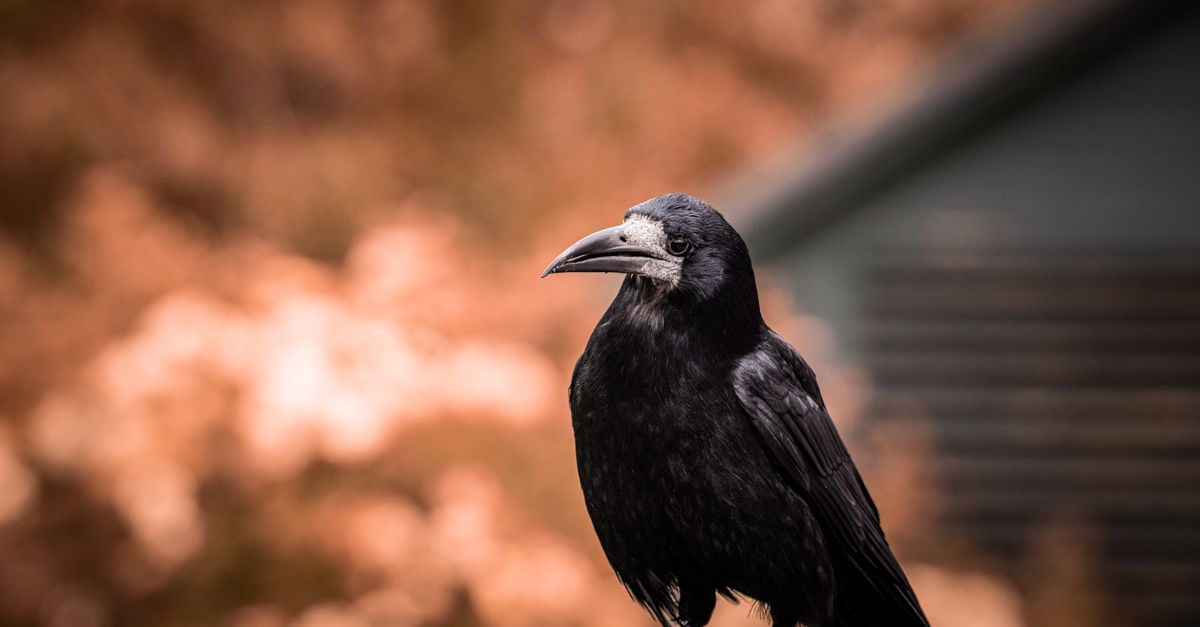 Close-up of a raven perched in Winchester, with a soft autumnal background.