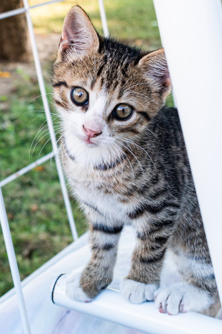 Close-Up Shot Of A Kitten