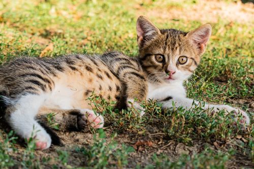 Free A cute tabby kitten lying on grassy ground, enjoying a sunny outdoor setting. Stock Photo