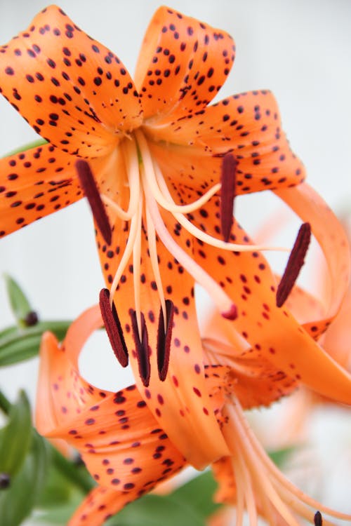 Close-Up Photography of Orange Flower